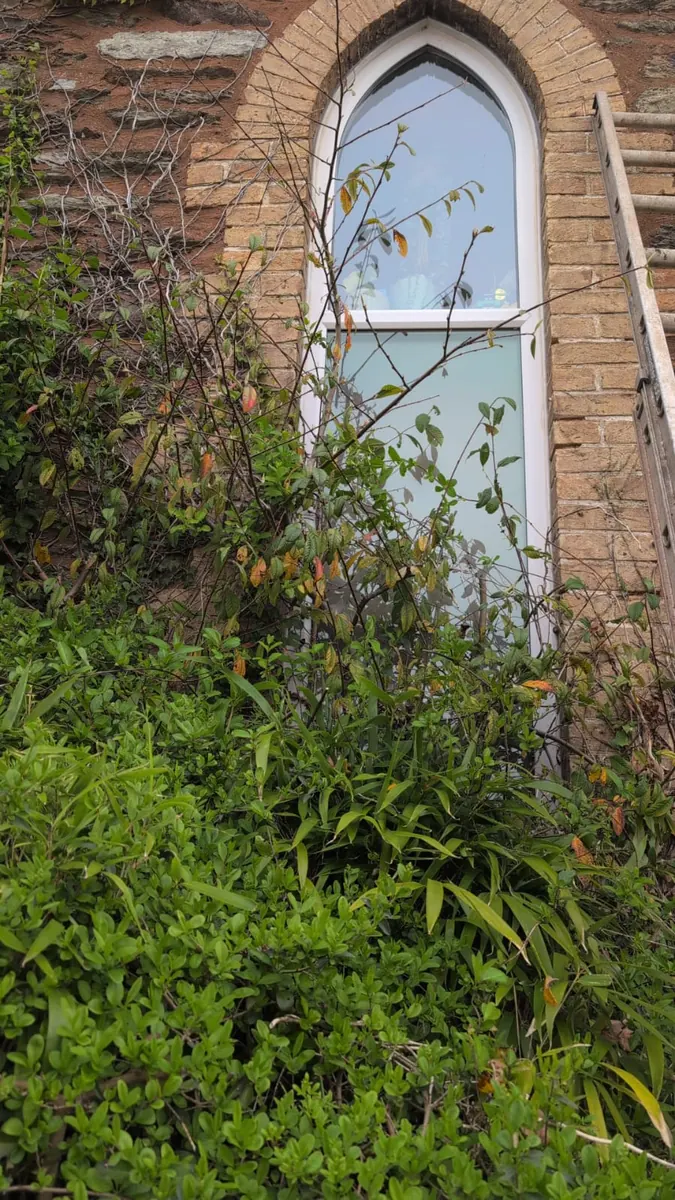 Overgrown hedge blocking the window before clearance